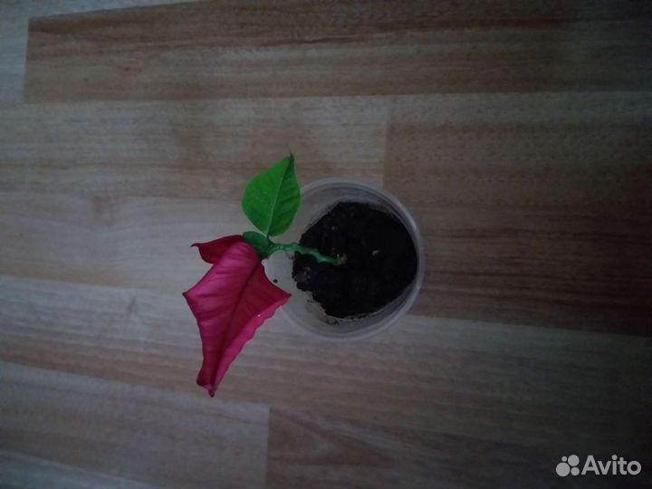 Продам монстеру