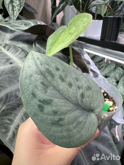 Сциндапсус тату