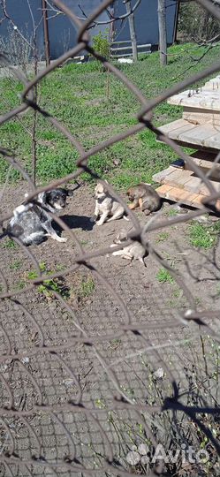 Собака в добрые руки отдам бесплатно