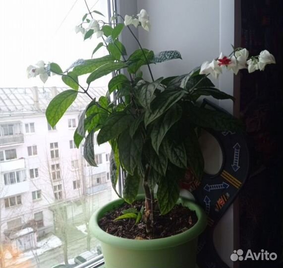 Комнатные цветущий цветок Коллендиум