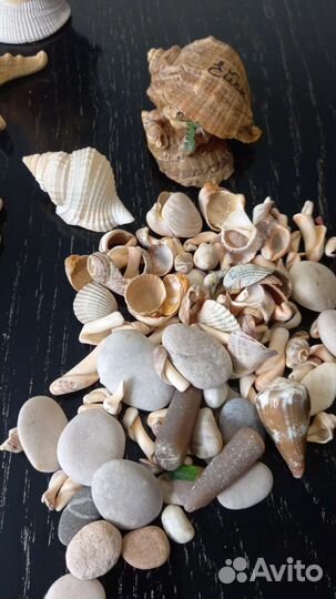 Морские ракушки раковины