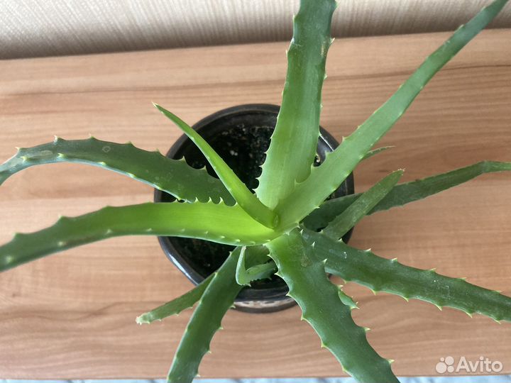 Алоэ лекарственный