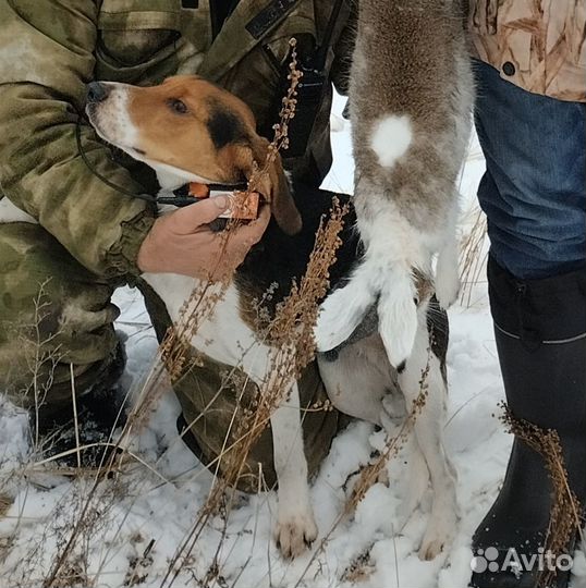 Эстонская гончая выжлец вязка