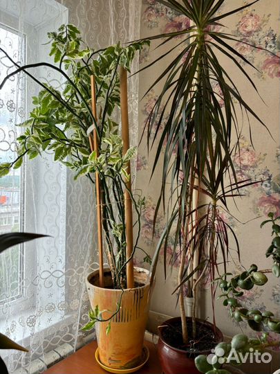 Комнатные цветы