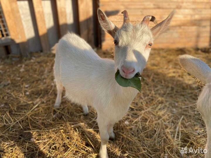 Зааненская дойная коза