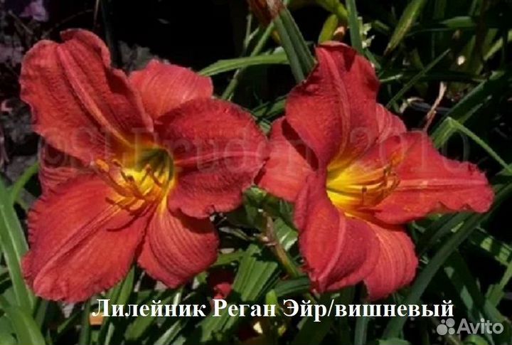 Лилейники сортовые в ассортименте