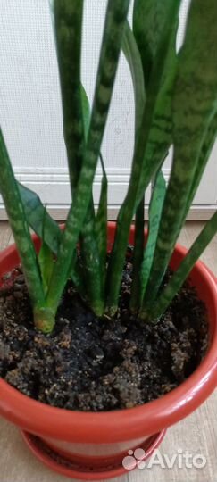 Сансевиерия, щучий хвост