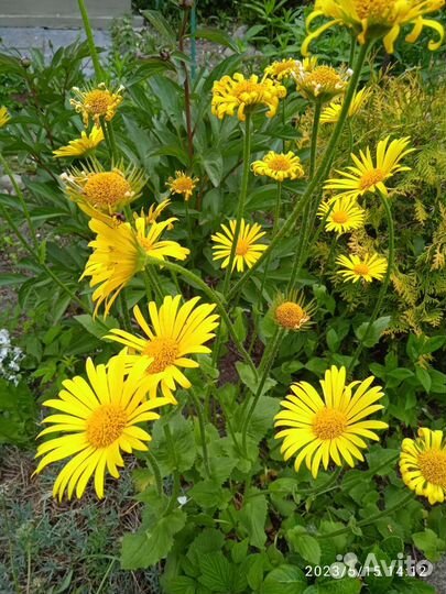 Ирисы, бадан, ромашка, арабис, обриэта