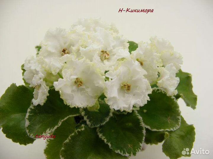 Детки сортовых фиалок