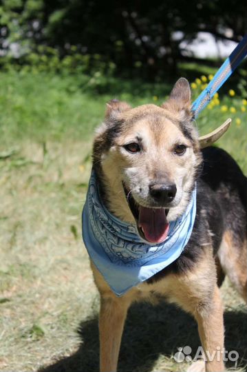 Добрейший пёс Сэм не может быть в приюте