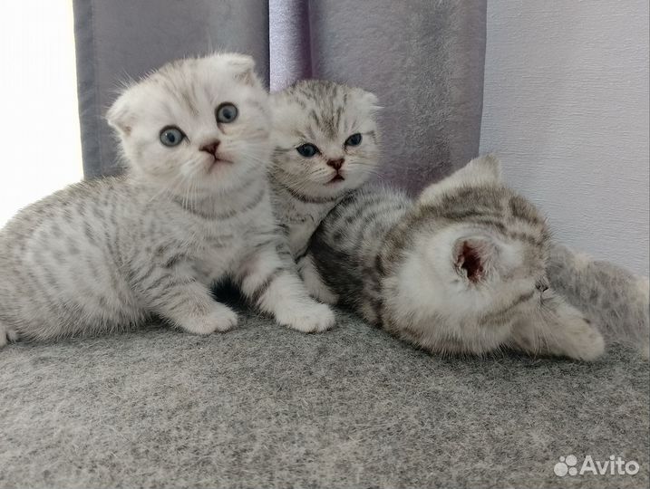 Шотландская вислоухая