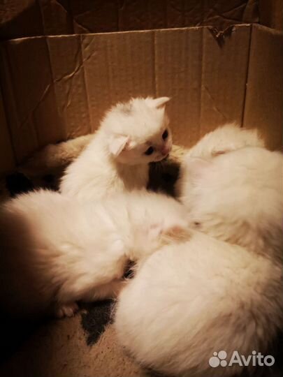 Котята котенок
