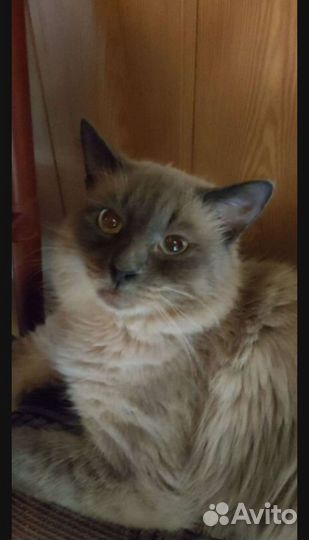 Отдам кошек