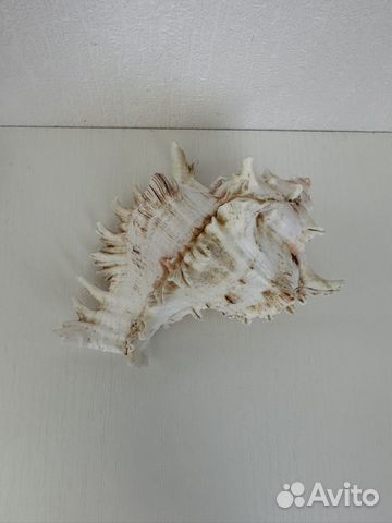 Ракушка раковина морская мурекс