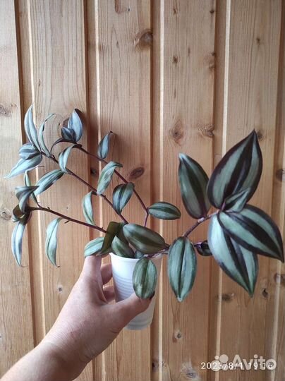 Традесканция,Оксалис.3 сорта в наличии