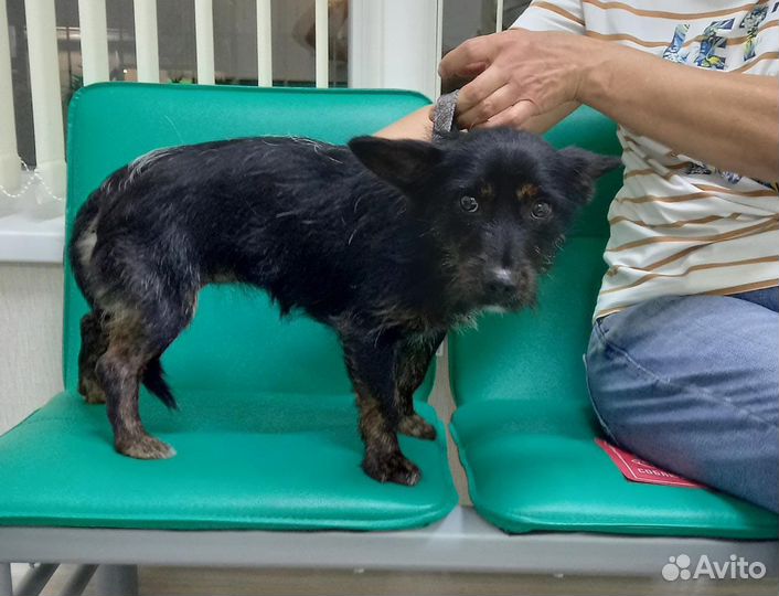 Собака в добрые руки