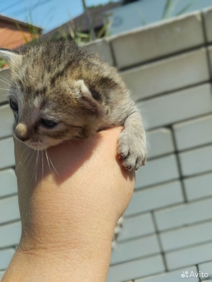 Кошки в добрые руки