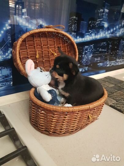 Щенки чихуахуа мини