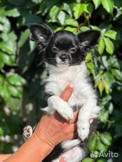 Щенки чихуахуа мини