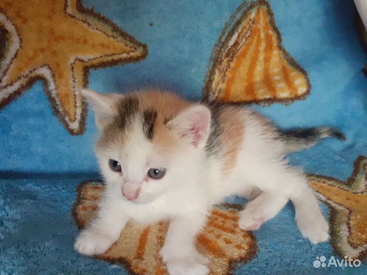 Кошка в дар бесплатно