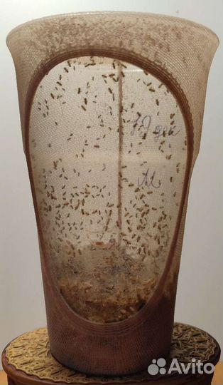 Мухи дрозофила Хидея и Меланогастер