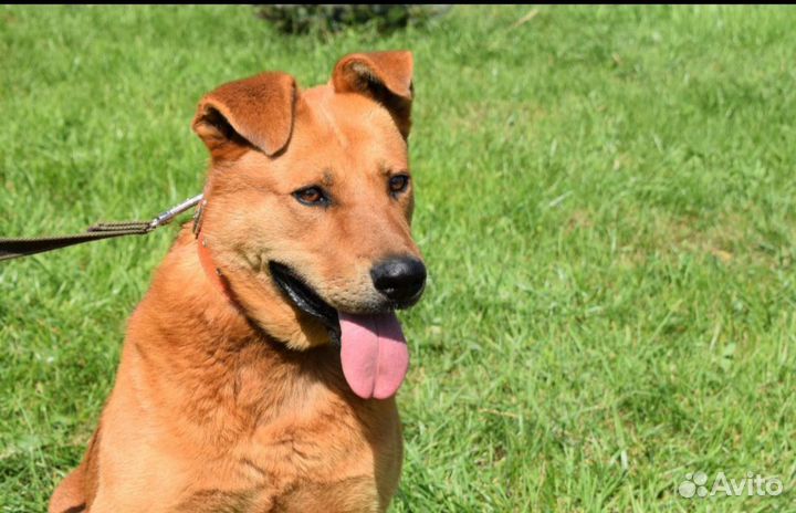 Молодой кобель в добрые руки