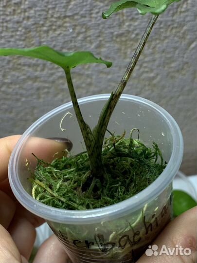 Алоказия детки