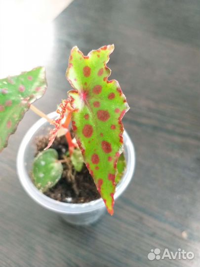 Бегония Amphioxus