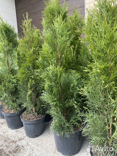 Туя смарагд