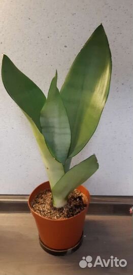 Сансевиерия Муншайн