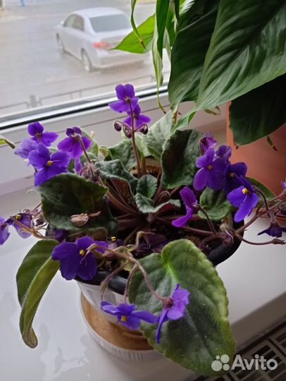 Фиалка в горшках