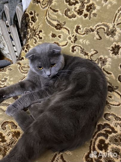 Шотландский кот вязка