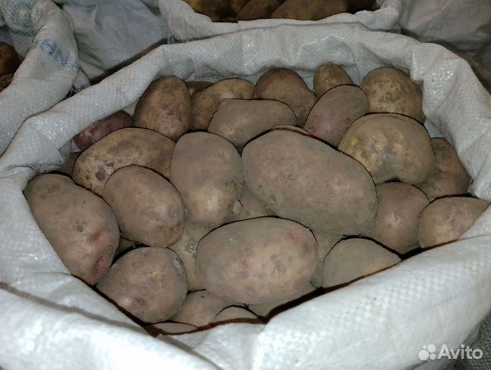 Продам картофель