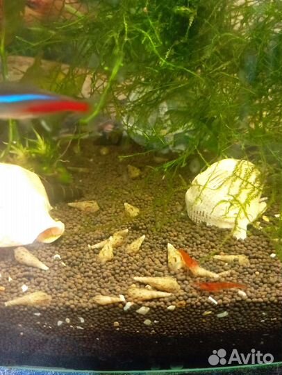 Аквариумные рыбки гуппи