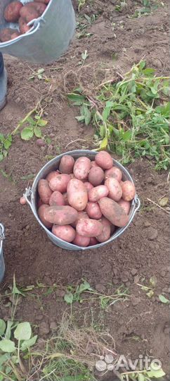 Продам картофель оптом с доставкой