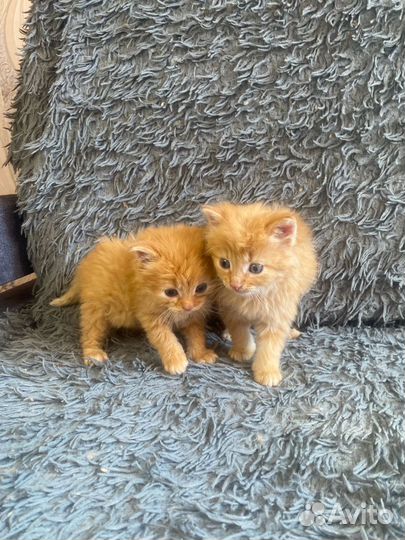 Котята в дар