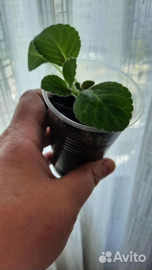 Глоксиния тидея розовая, детка