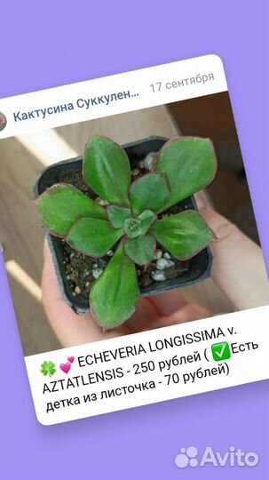 Суккуленты / малышня