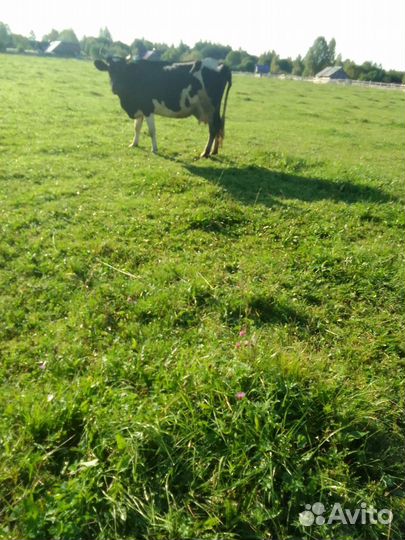 Корова стельная дойная