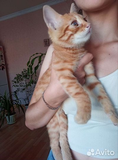 Рыжий котенок в добрые руки