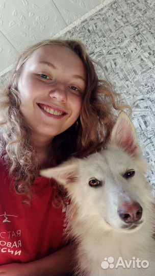 Передержка собак