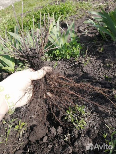 Лаванда 2х летка окс