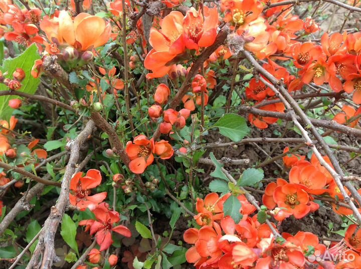 Садовые цветы