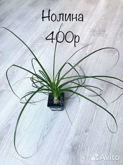 Шефлера пеперомия каладиум монстера