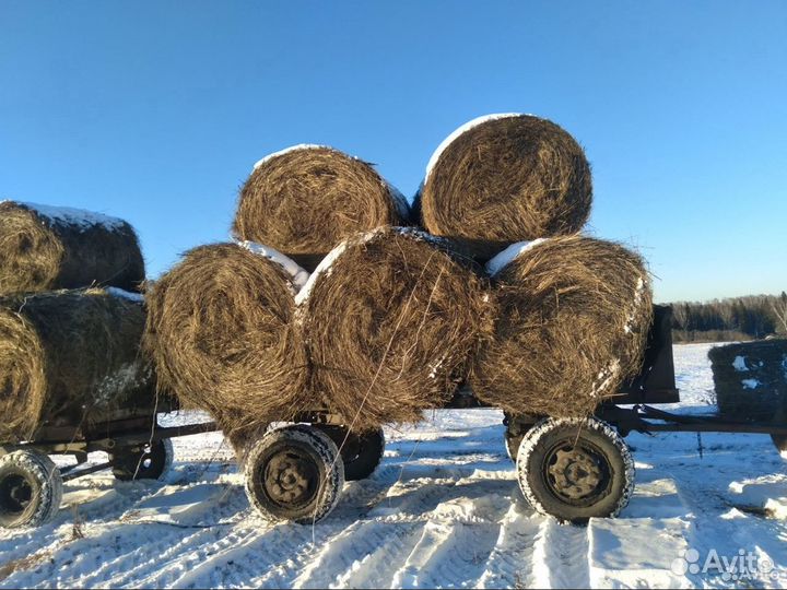 Продам сено в рулонах