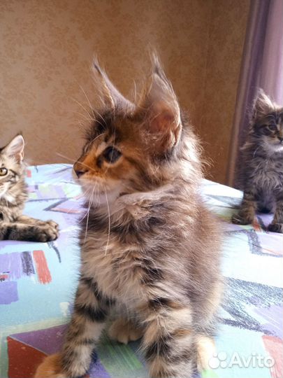 Котята мейн-кун