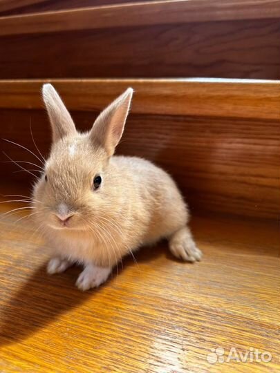 Карликовый кролик