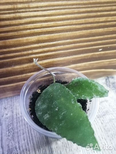 Хойя, дисхидия