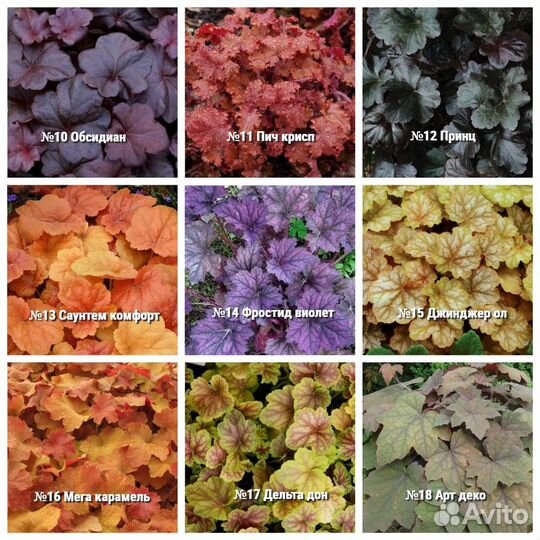 Саженцы Гейхера в горшке 7 см 30 сортов доставка