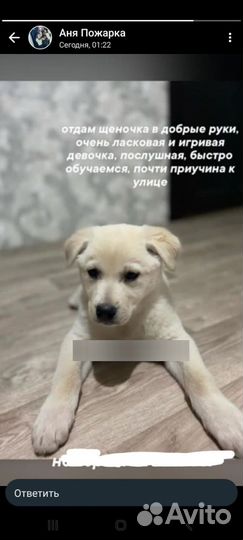Щенок вырости средним